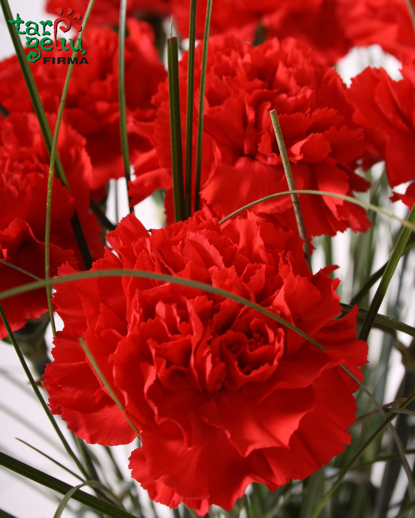 Red Carnations