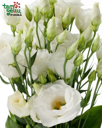 Eustoma