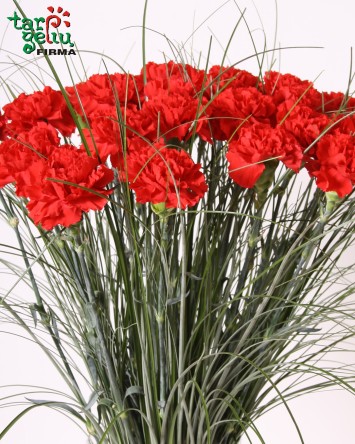 Bouquet of Red Carnations