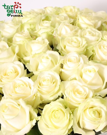 50 White Roses Bouquet