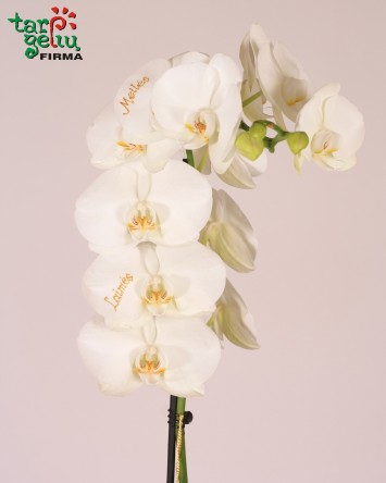 Linkėjimų orchidėja