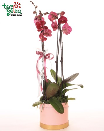 Orchidėja (Phalaenopsis)...