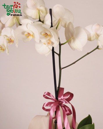 Arrangement of orchid "Retro"