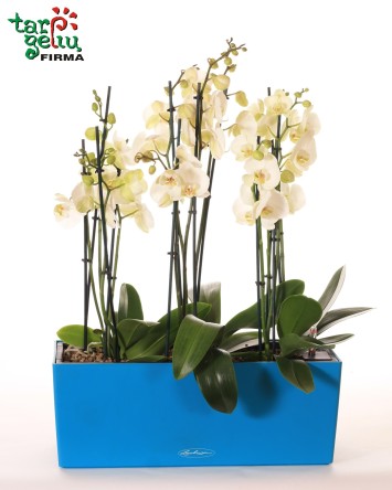 White PHALAENOPSIS Arrangement