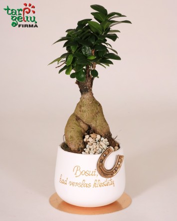 Zamioculcas + pot