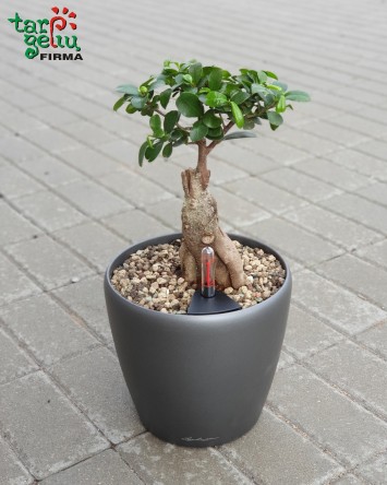 Fikusas bonsai