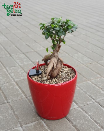 Fikusas bonsai