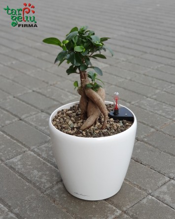 Fikusas bonsai