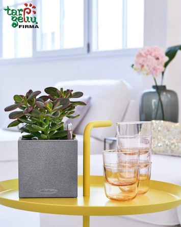 Šeimos ir laimės medis