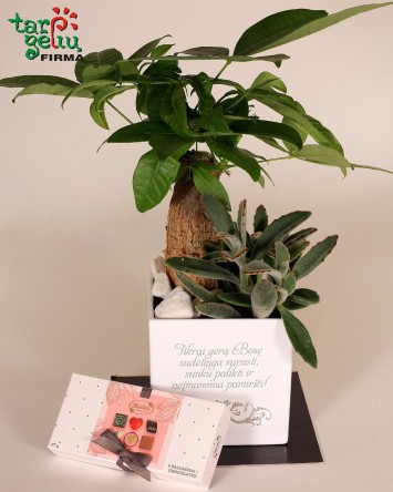 Dekoruotas obuolys pinigams...