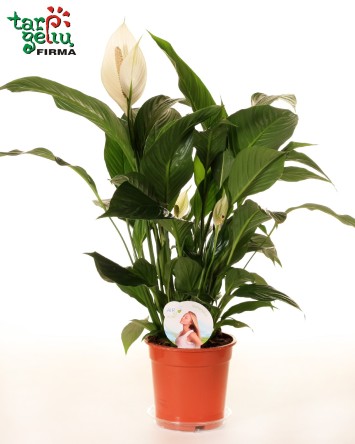 Spathiphyllum