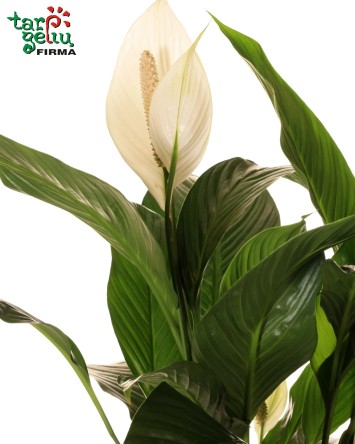 Spathiphyllum