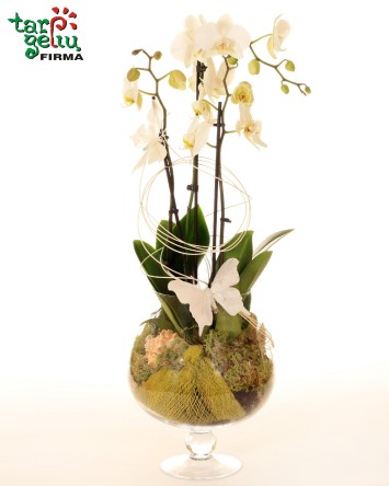 Orchidėjų kompozicija "Svaja"