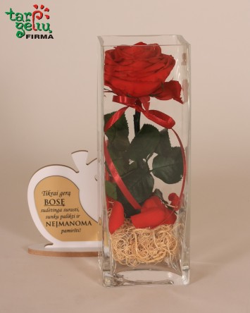 "Mieganti" rožė geriausiai Bosei