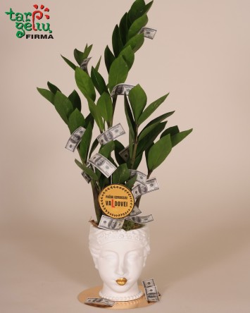 Zamioculcas + pot