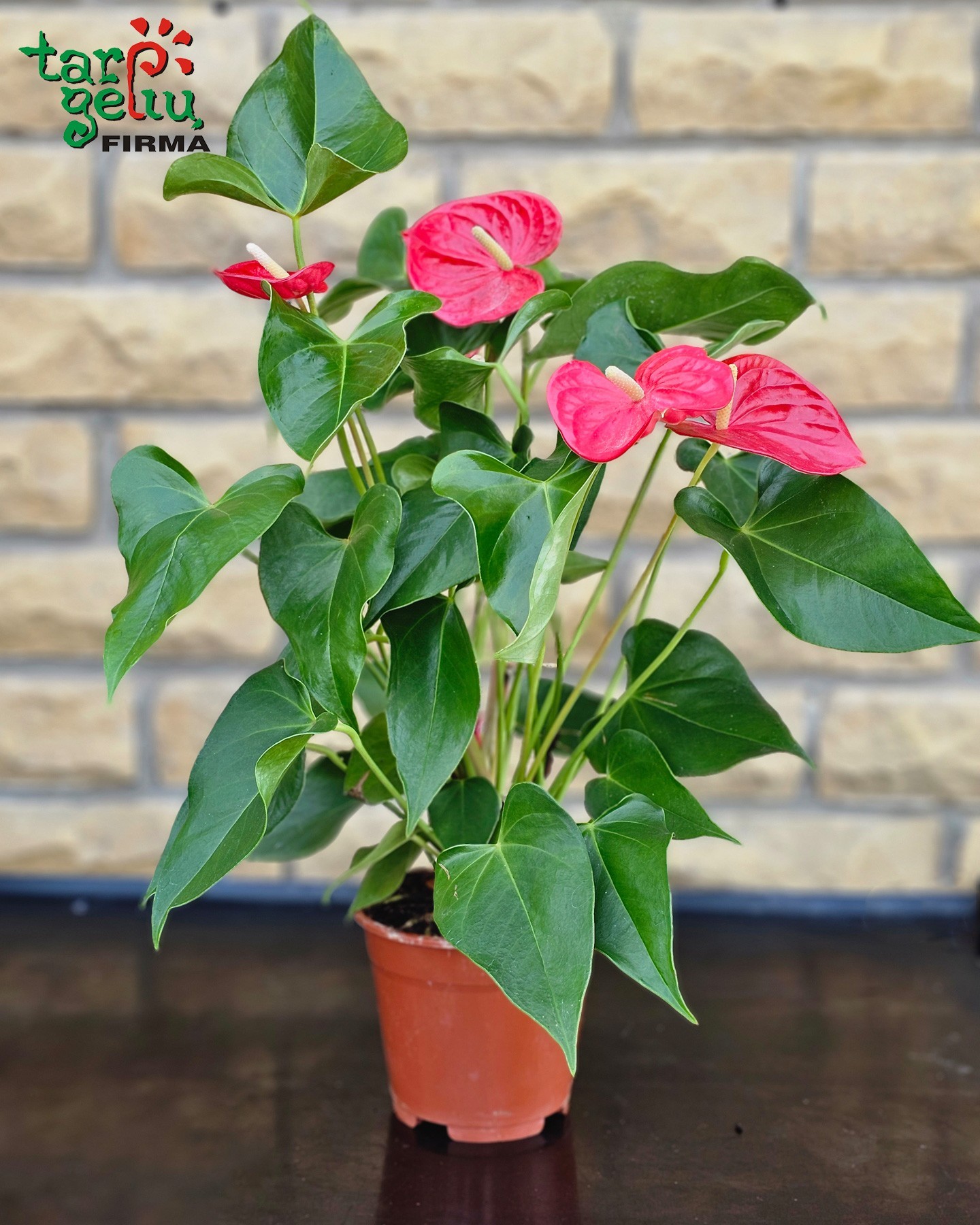 Anthurium