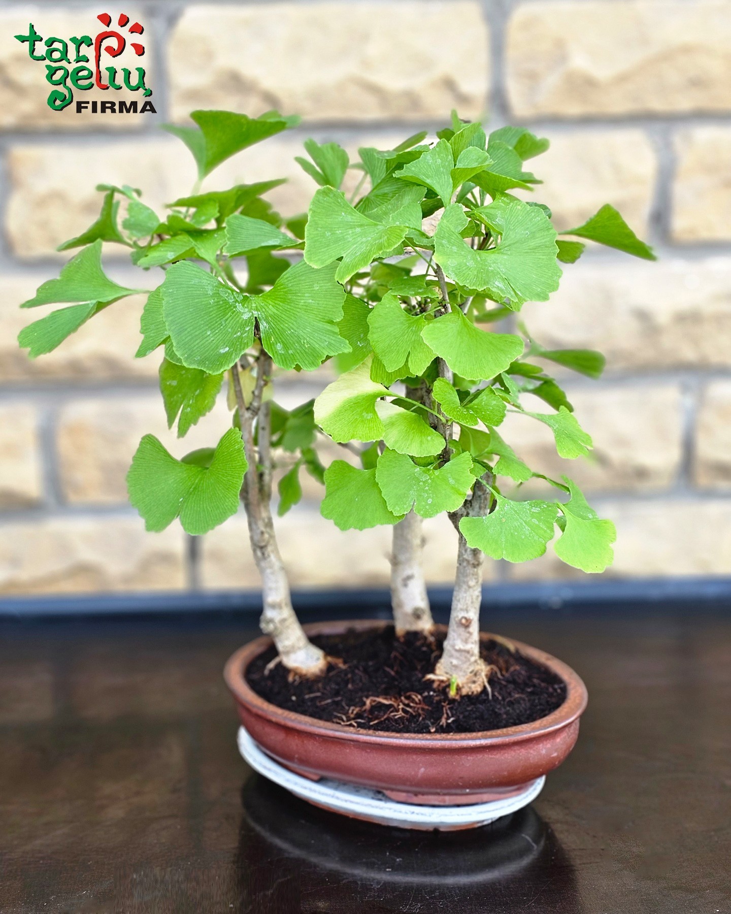 Bonsai "Ginkmedis"