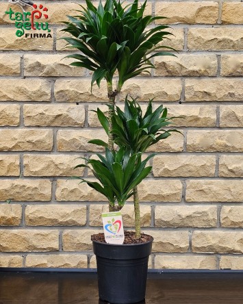 Dracena (apie 1 m)