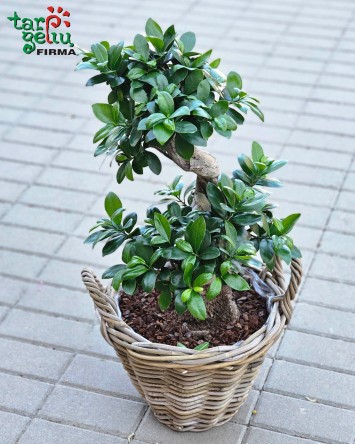 Bonsai "Ficus" pintame vazone