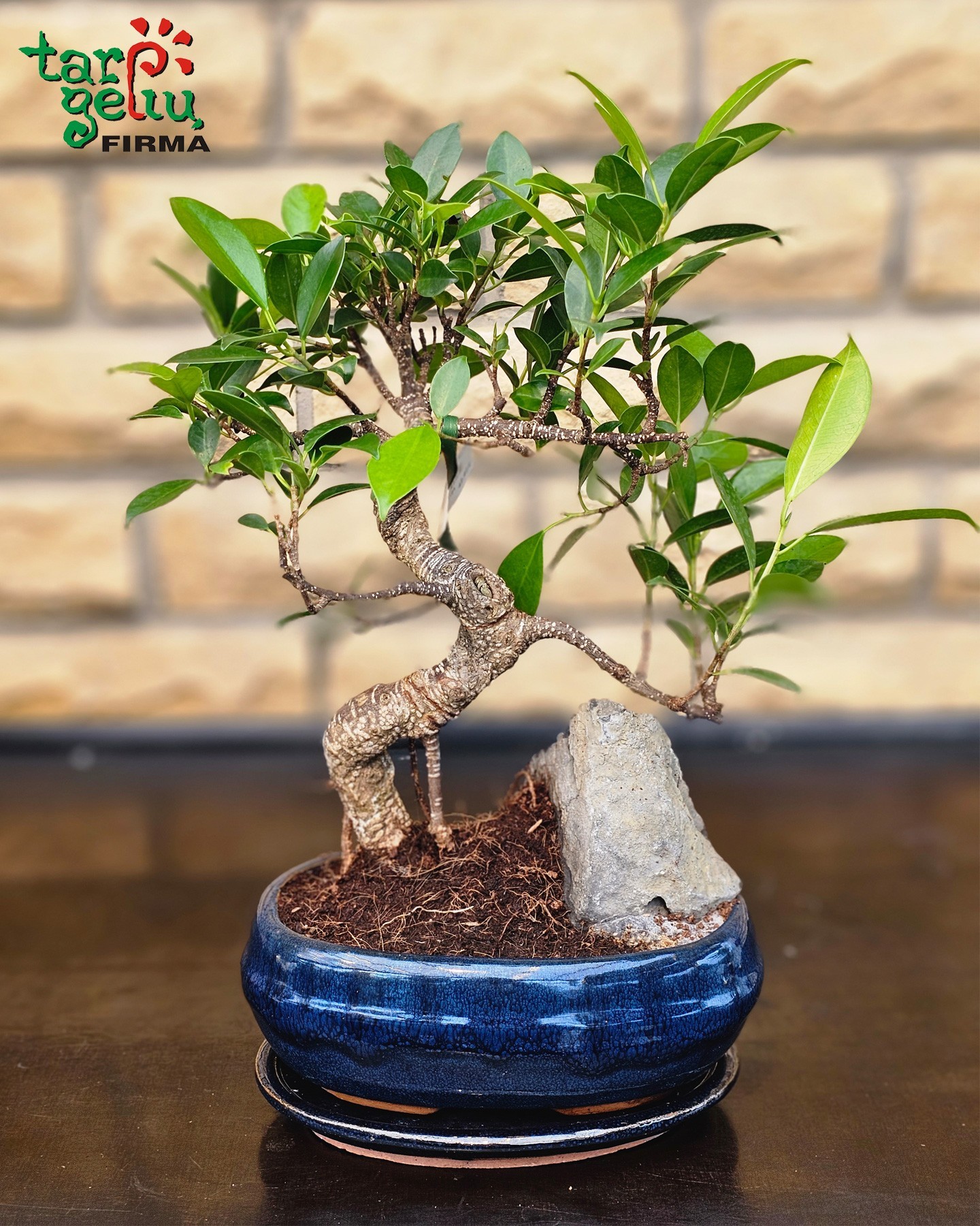 Bonsai "Ficus" (apie 50 cm)