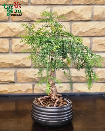 Bonsai "Araukarija" (apie...